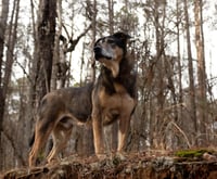 Saban Sr - Photo 3
