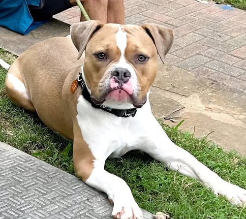 OWEN - American Bulldog / Pit Bull Terrier available for adoption