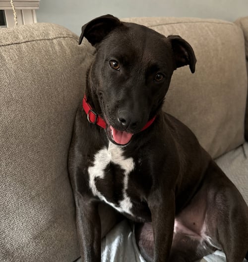 KIWI - Labrador Retriever available for adoption
