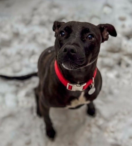 KIWI - Labrador Retriever available for adoption