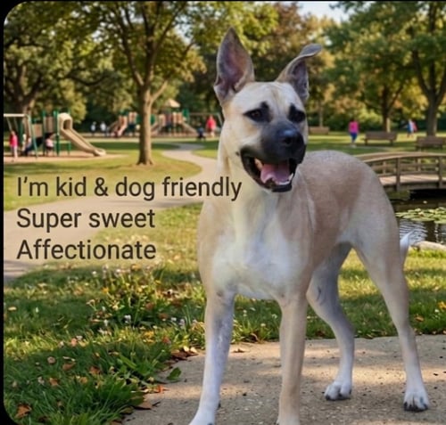 PEEP - Black Mouth Cur available for adoption