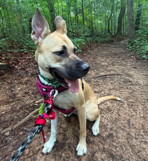 PEEP - Black Mouth Cur for adoption in Roswell