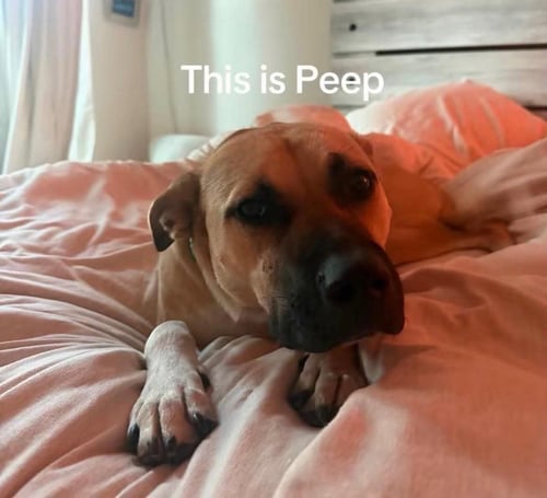PEEP - Black Mouth Cur available for adoption