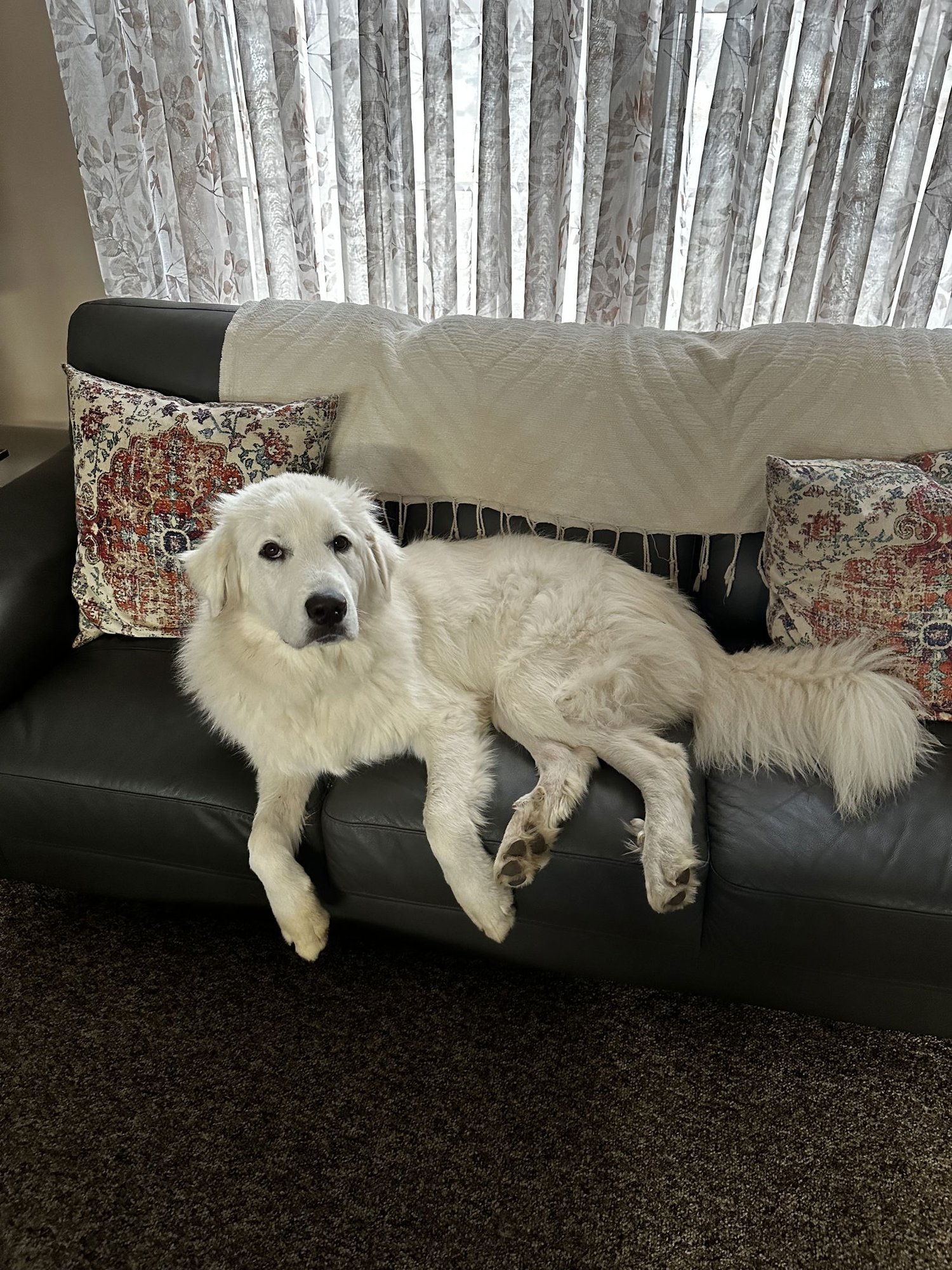 NALA - Great Pyrenees available for adoption