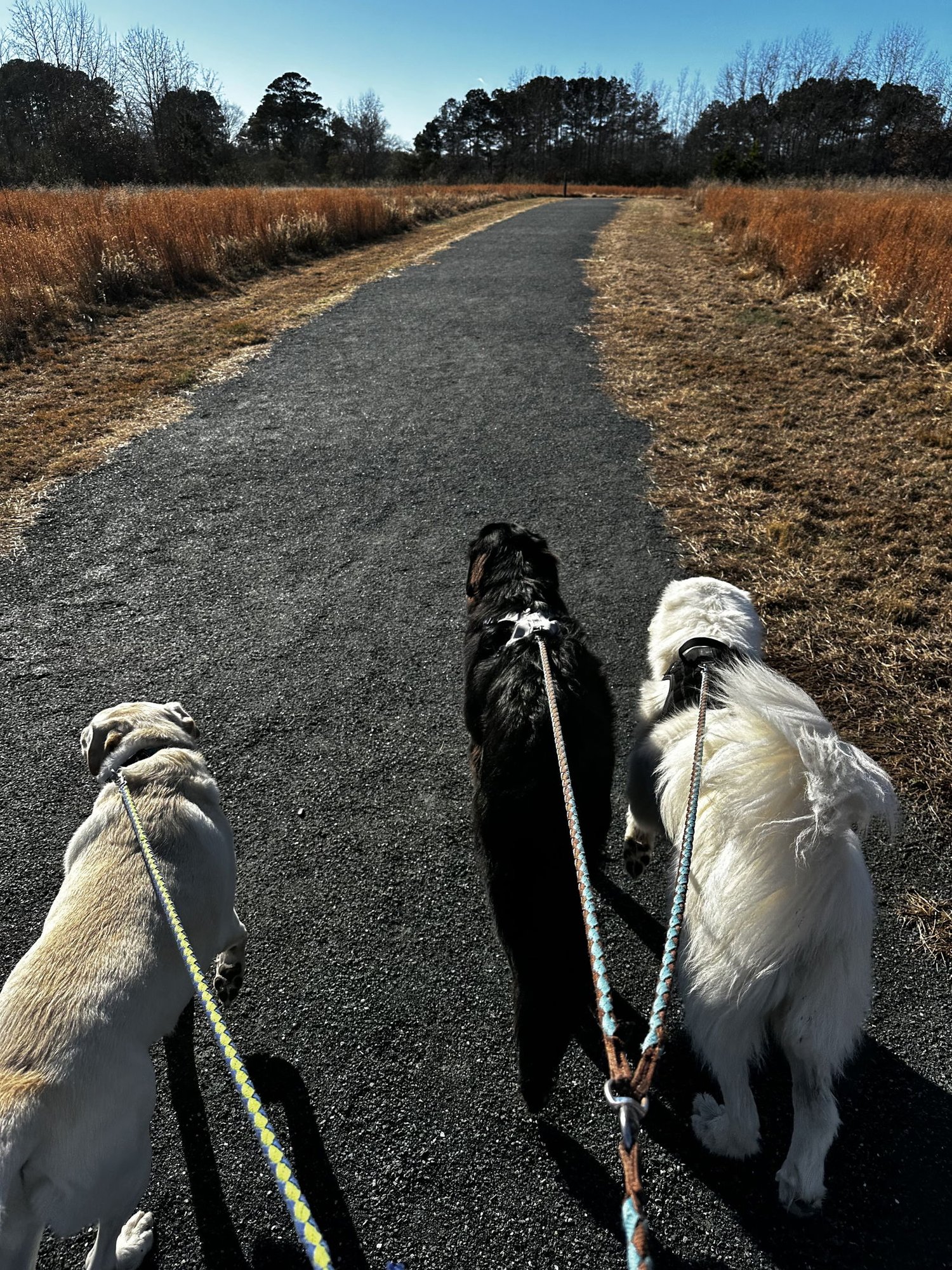 NALA - Great Pyrenees available for adoption