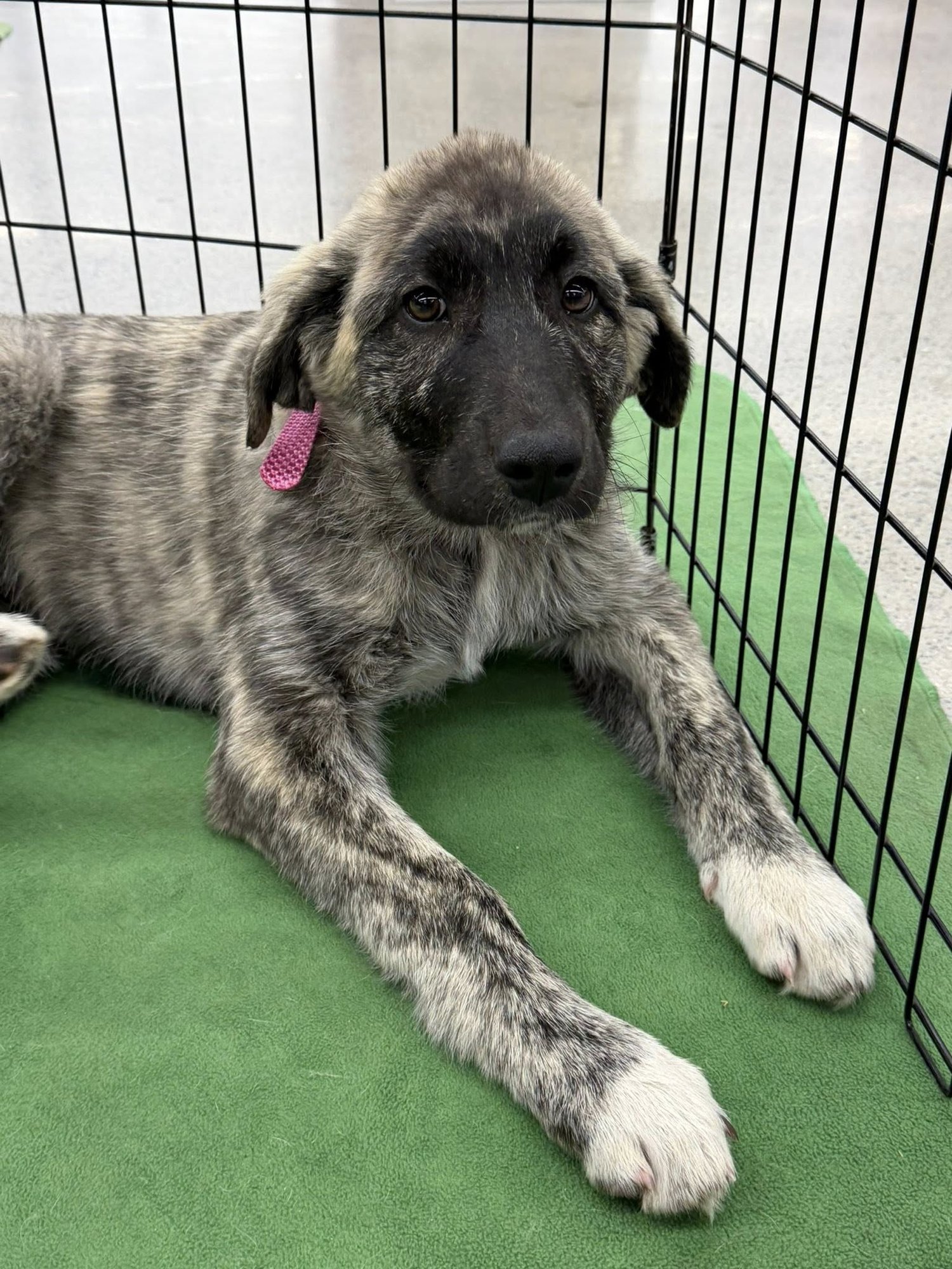 POPPY - Anatolian Shepherd available for adoption