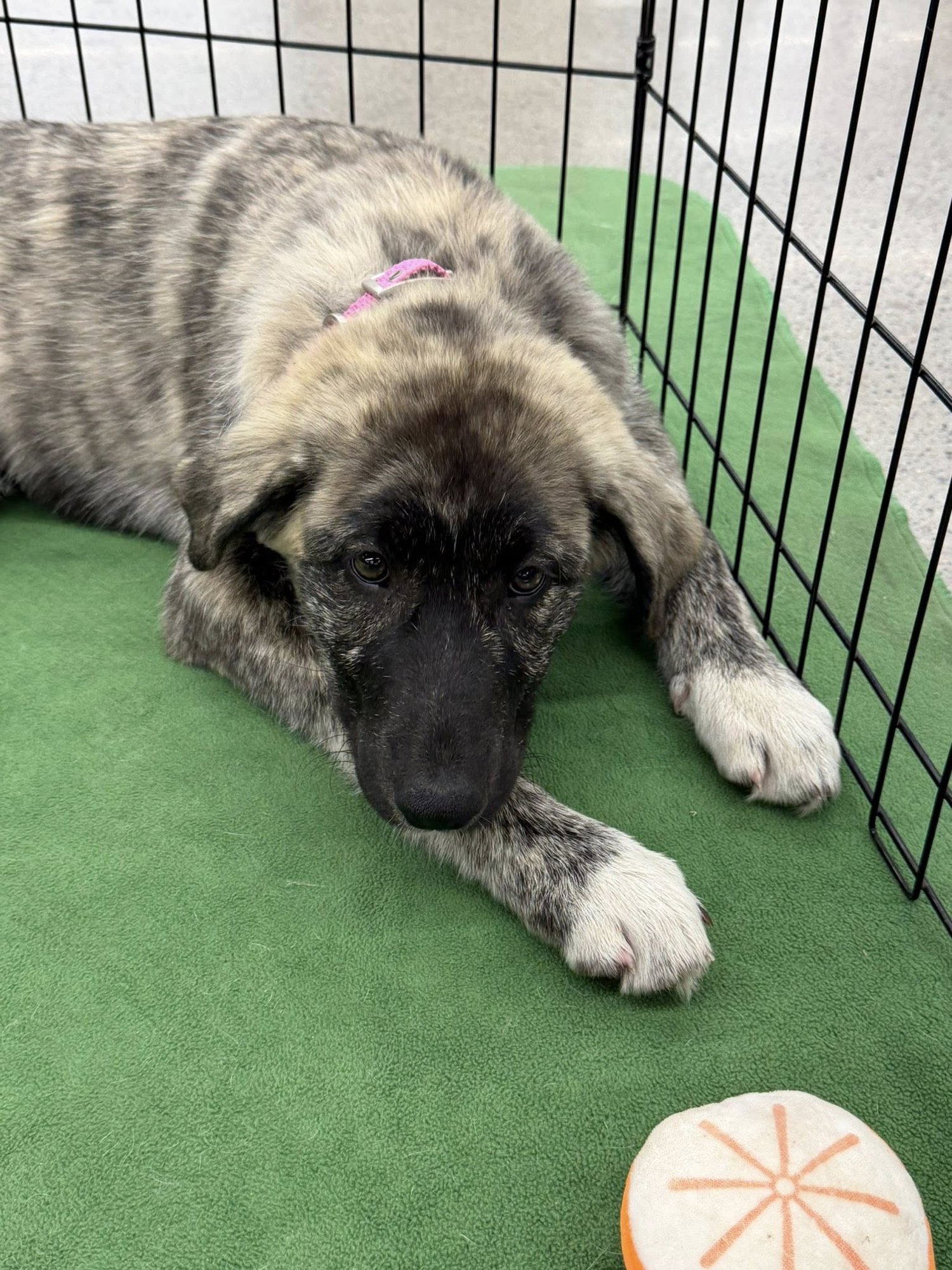 POPPY - Anatolian Shepherd available for adoption