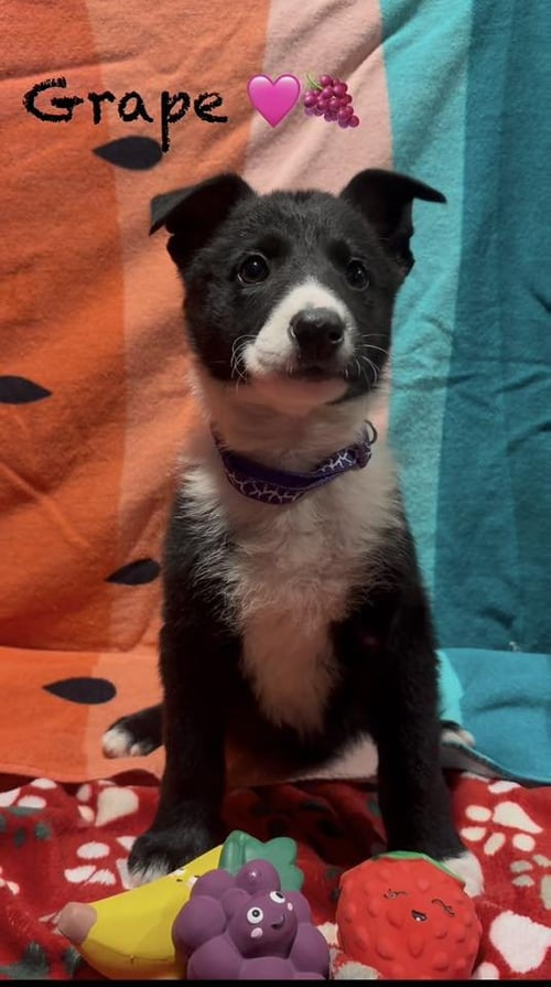GRAPE - Shepherd available for adoption