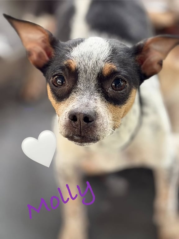Molly Image