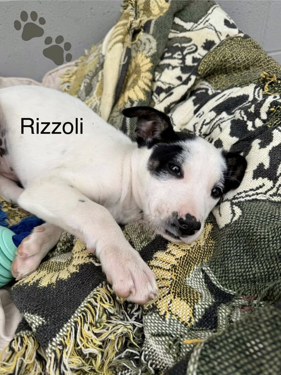 Rizzoli Image