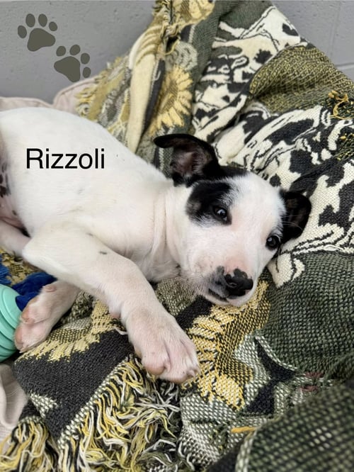 RIZZOLI - Pit Bull Terrier available for adoption