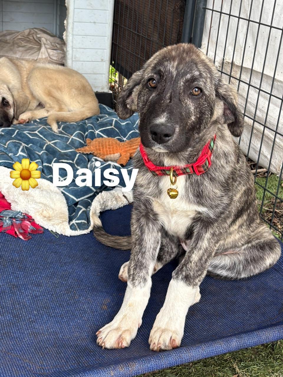 DAISY - Anatolian Shepherd available for adoption