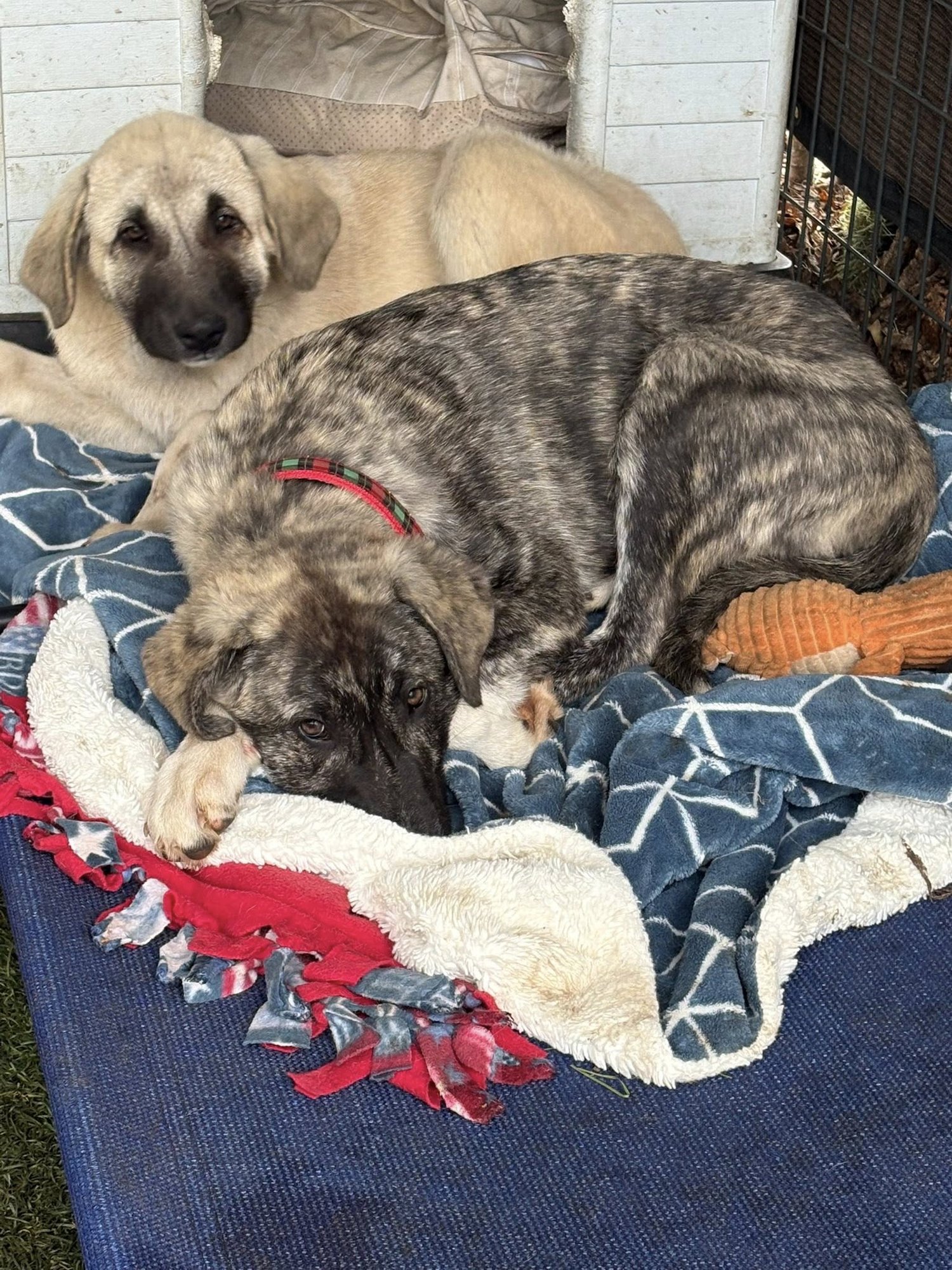 DAISY - Anatolian Shepherd available for adoption