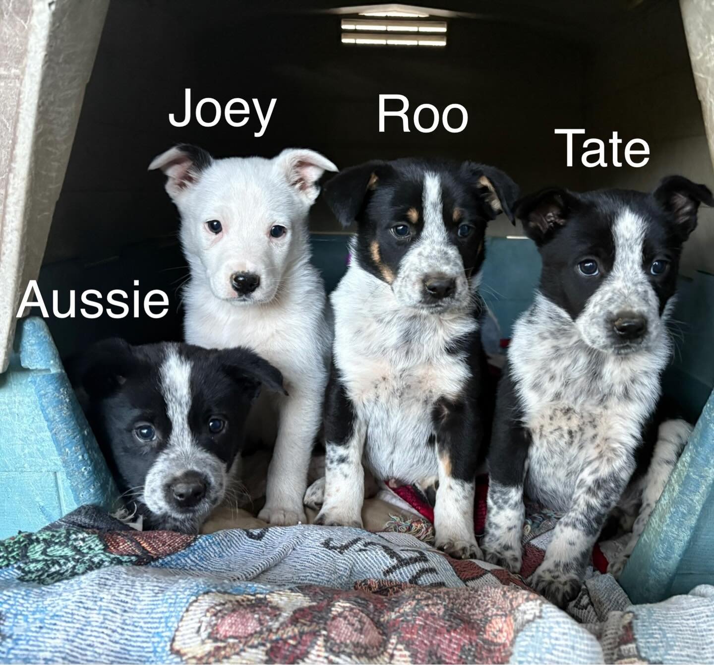 ROO - Border Collie available for adoption