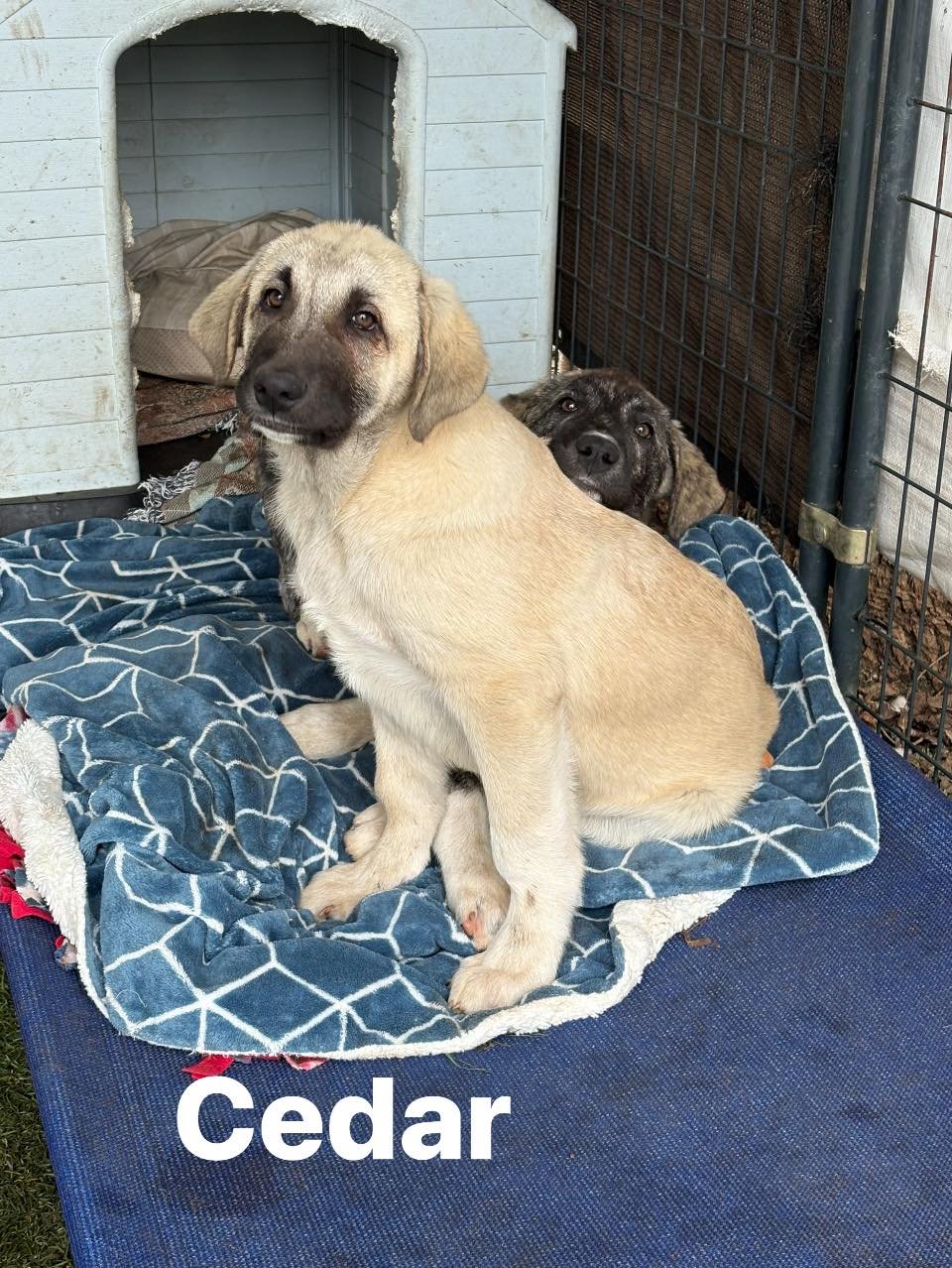 CEDAR - Anatolian Shepherd available for adoption