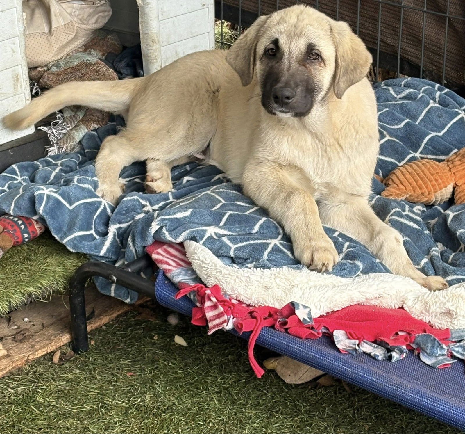 CEDAR - Anatolian Shepherd available for adoption