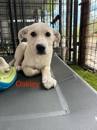 Oakley - Photo 1