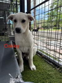 Oakley - Photo 2