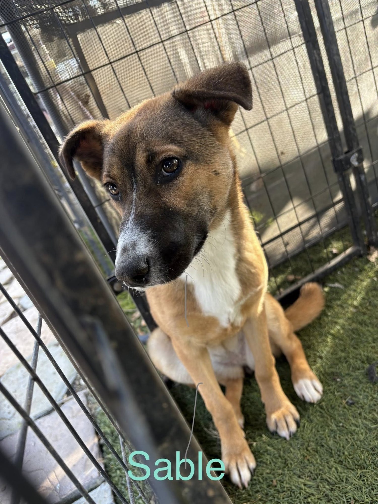 SABLE - German Shepherd Dog available for adoption