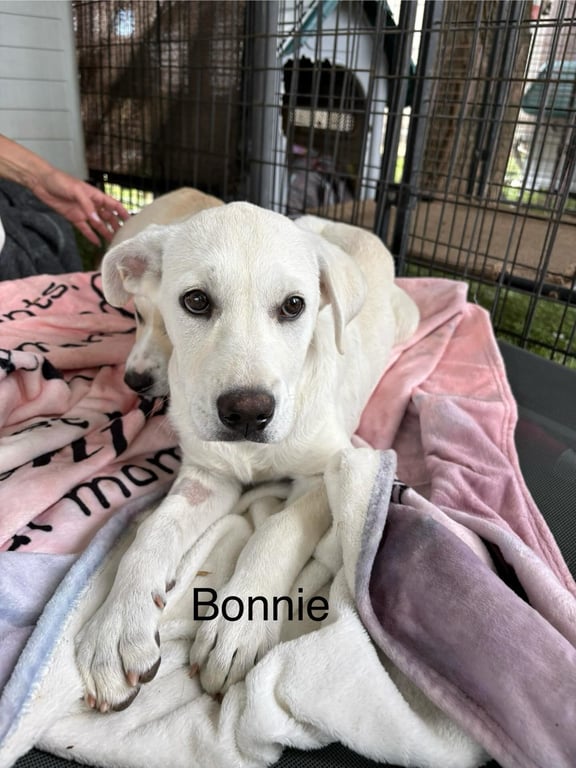 Bonnie Image