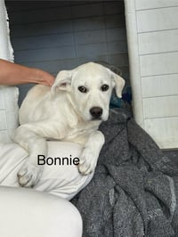 Bonnie - Photo 2