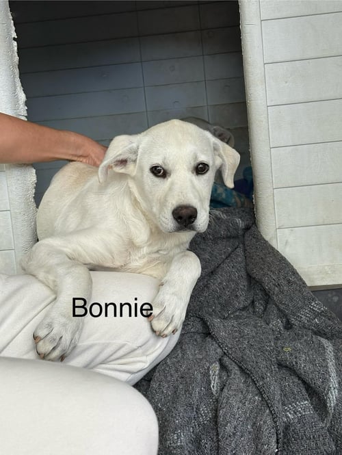 BONNIE - Anatolian Shepherd available for adoption
