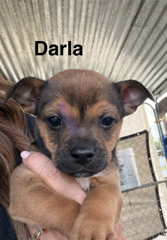 Darla Image