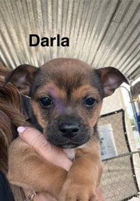 Darla - Photo 1