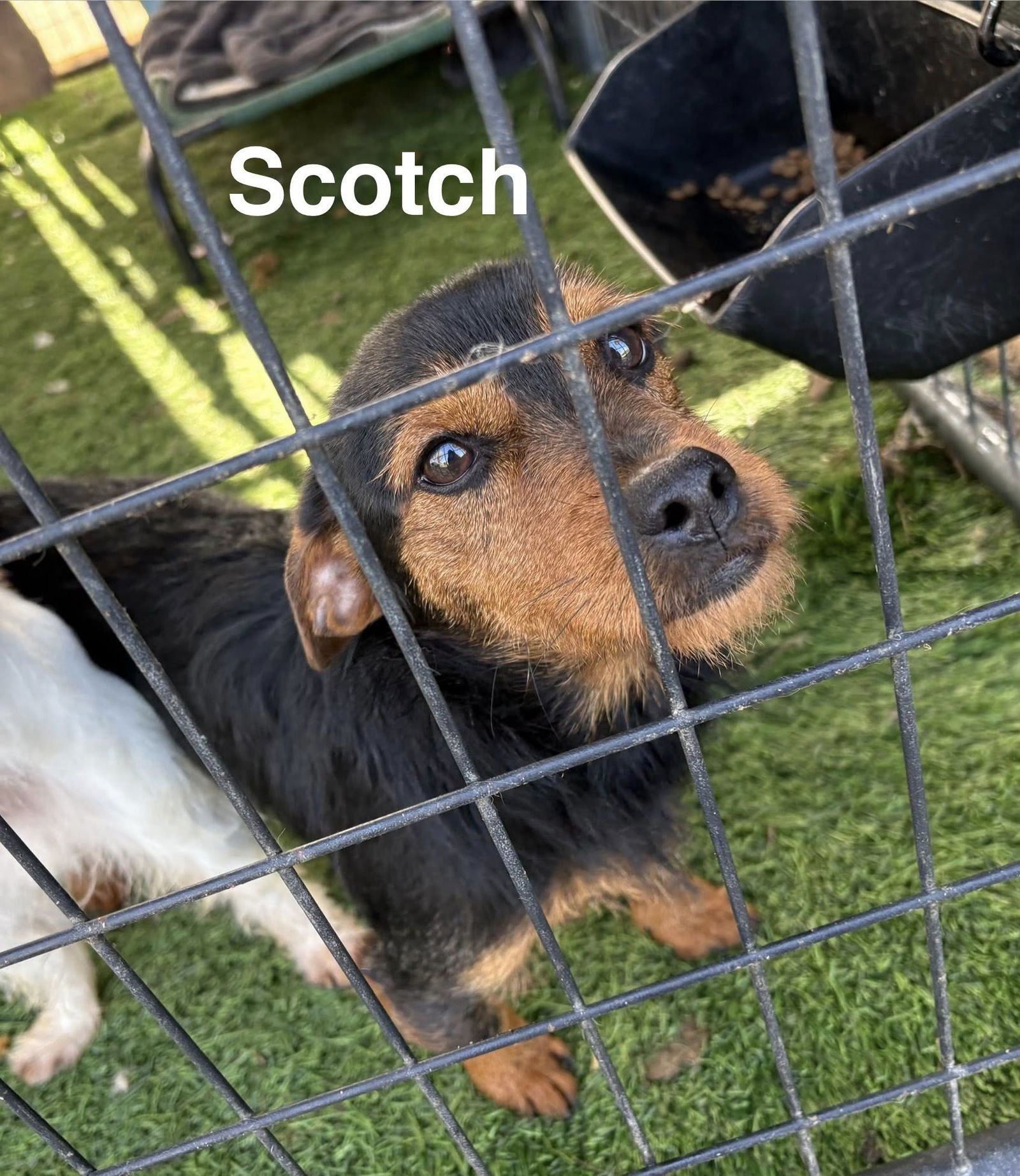 SCOTCH - Terrier available for adoption