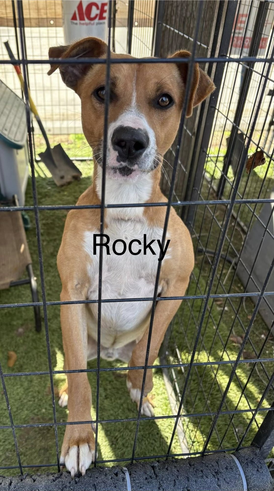 ROCKY - Boxer available for adoption