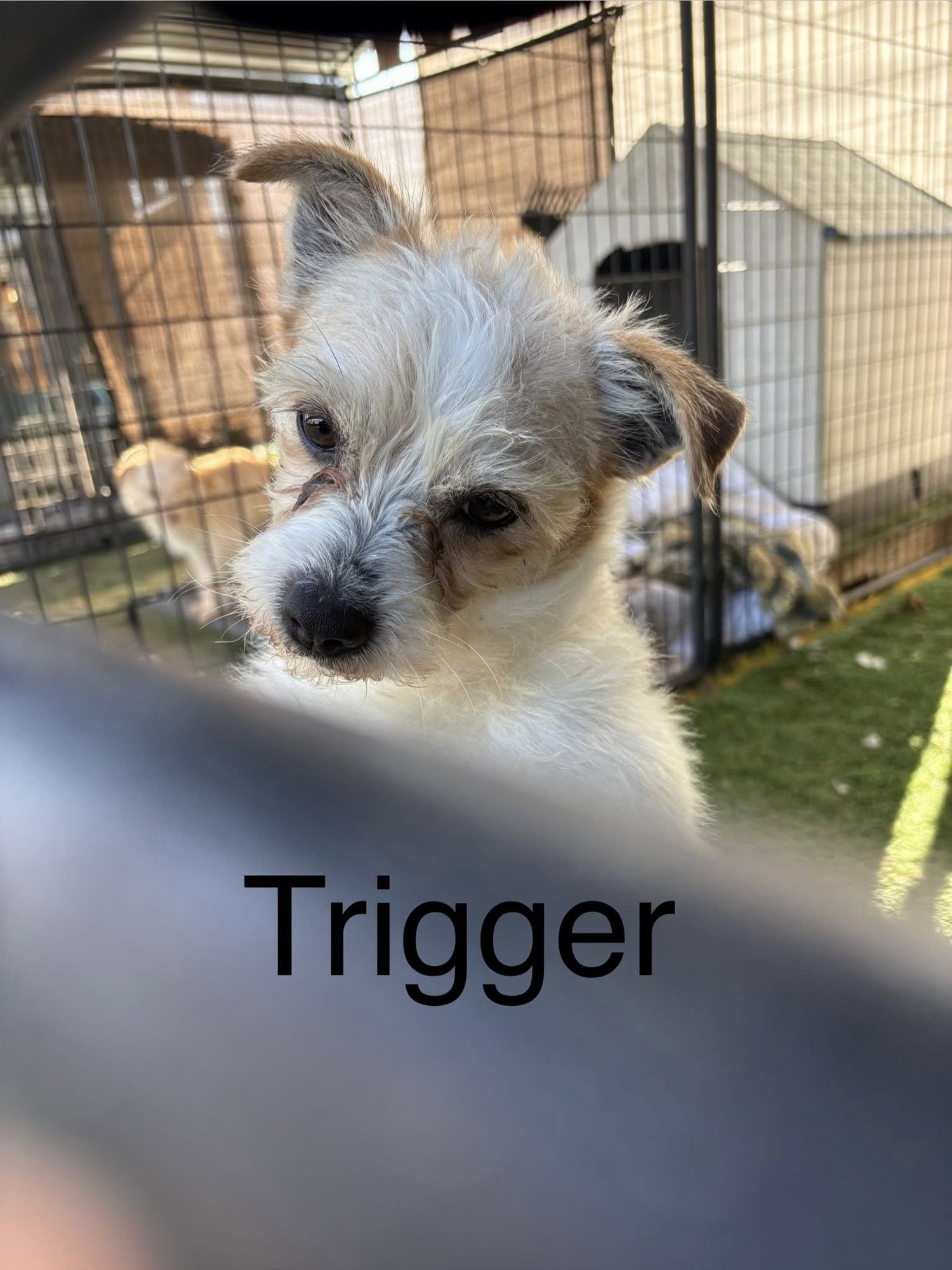 TRIGGER - Terrier available for adoption