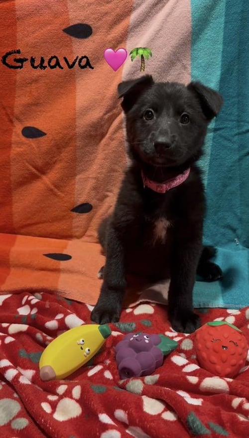 GUAVA - Shepherd available for adoption