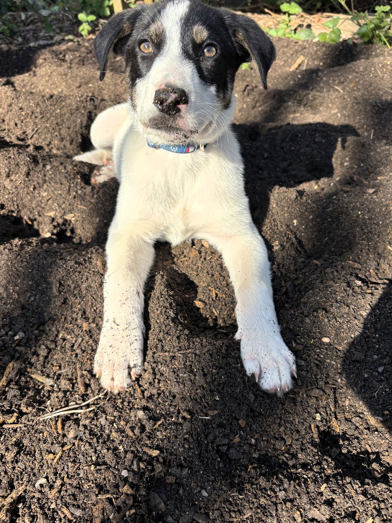 MARLIN - Border Collie / Great Pyrenees available for adoption