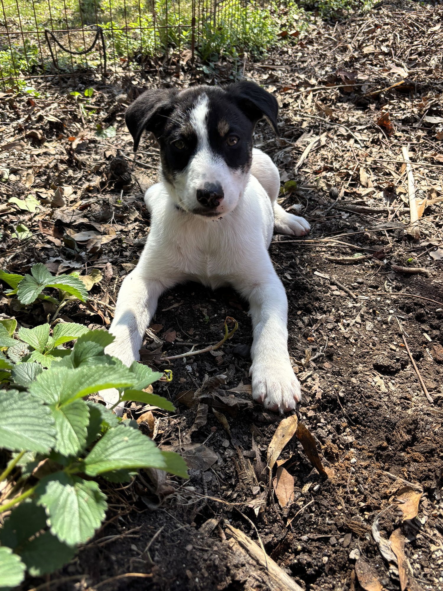 MARLIN - Border Collie / Great Pyrenees available for adoption