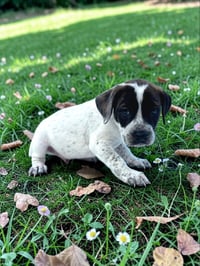 Reed - Photo 3