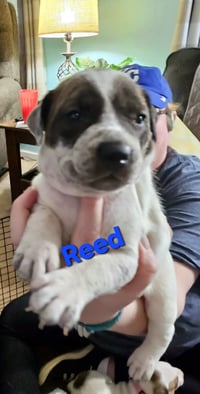 Reed - Photo 6