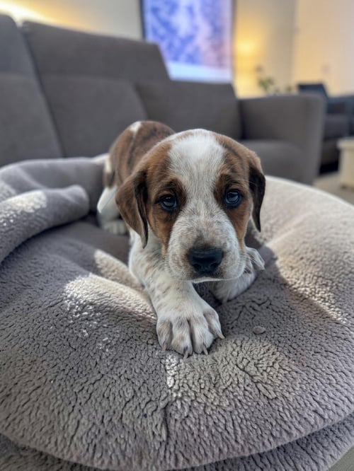 CYPRESS - English Bulldog / Bluetick Coonhound for adoption in Athens