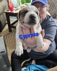 Cypress - Photo 7