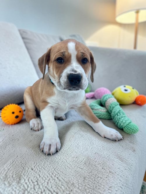 IRIS - English Bulldog / Bluetick Coonhound for adoption in Athens