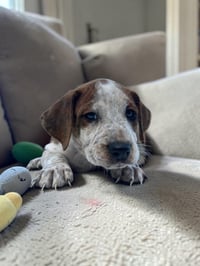 Rowan - Photo 1