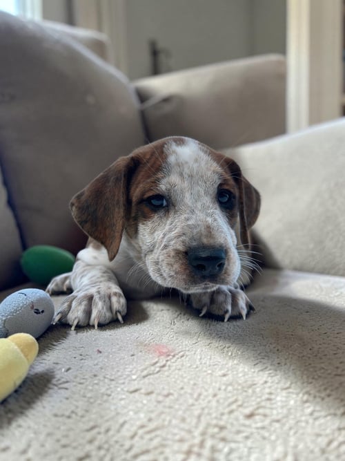 ROWAN - English Bulldog / Bluetick Coonhound for adoption in Athens