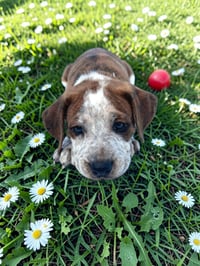 Rowan - Photo 2