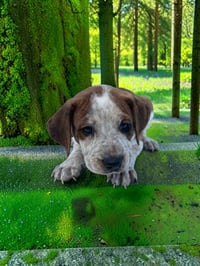 Rowan - Photo 3