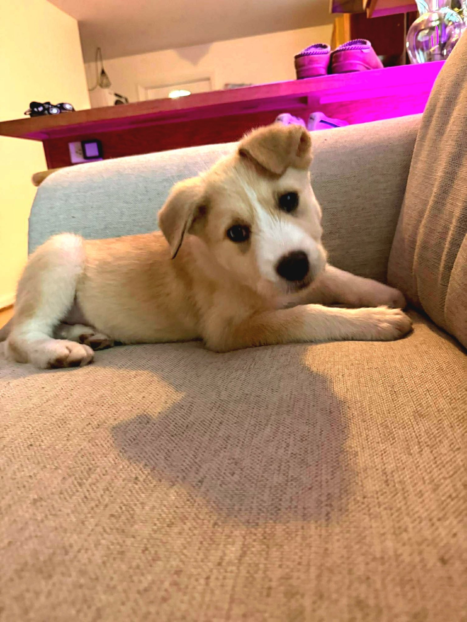 DEB - Border Collie / Great Pyrenees available for adoption