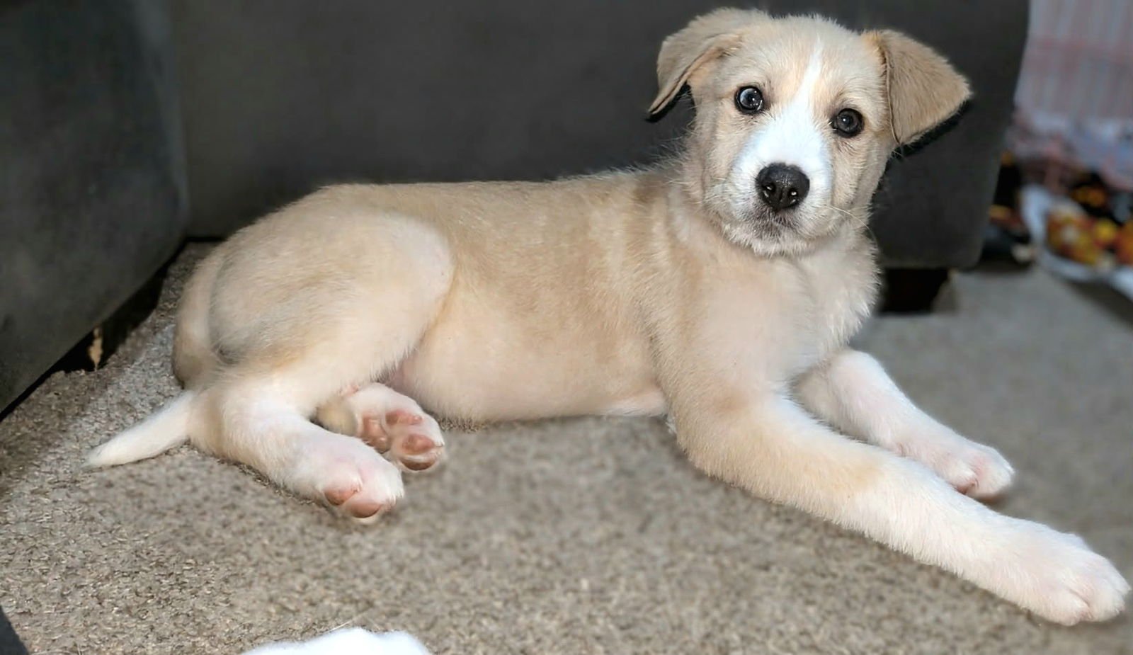 DEB - Border Collie / Great Pyrenees available for adoption