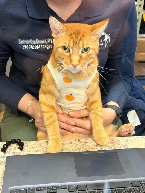 IGNATIUS - Tabby / Domestic Short Hair for adoption in Athens
