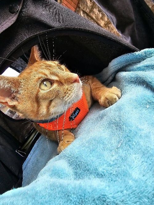 IGNATIUS - Tabby / Domestic Short Hair available for adoption