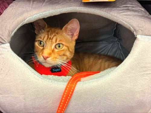 IGNATIUS - Tabby / Domestic Short Hair for adoption in Athens