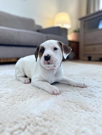 Petunia - Photo 4