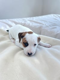 Petunia - Photo 5